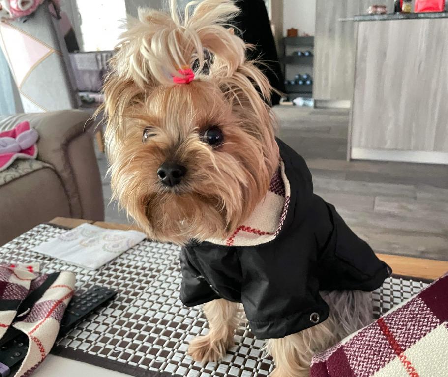 Imper "British" - la vie de nos animaux