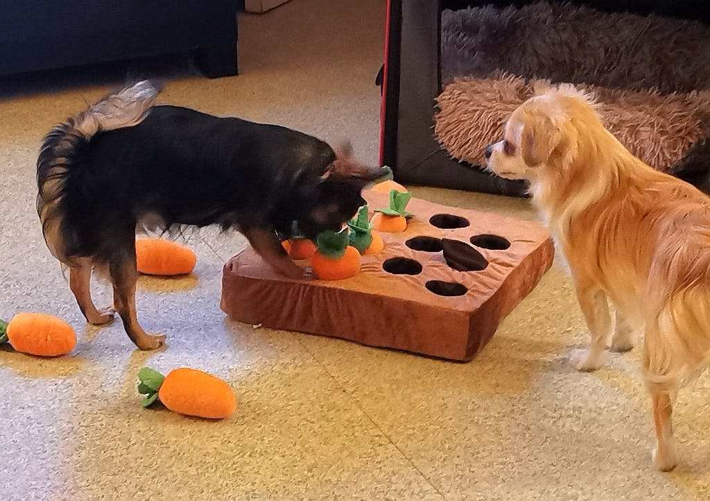 Jeu "Attrap'carottes" pour chien - la vie de nos animaux