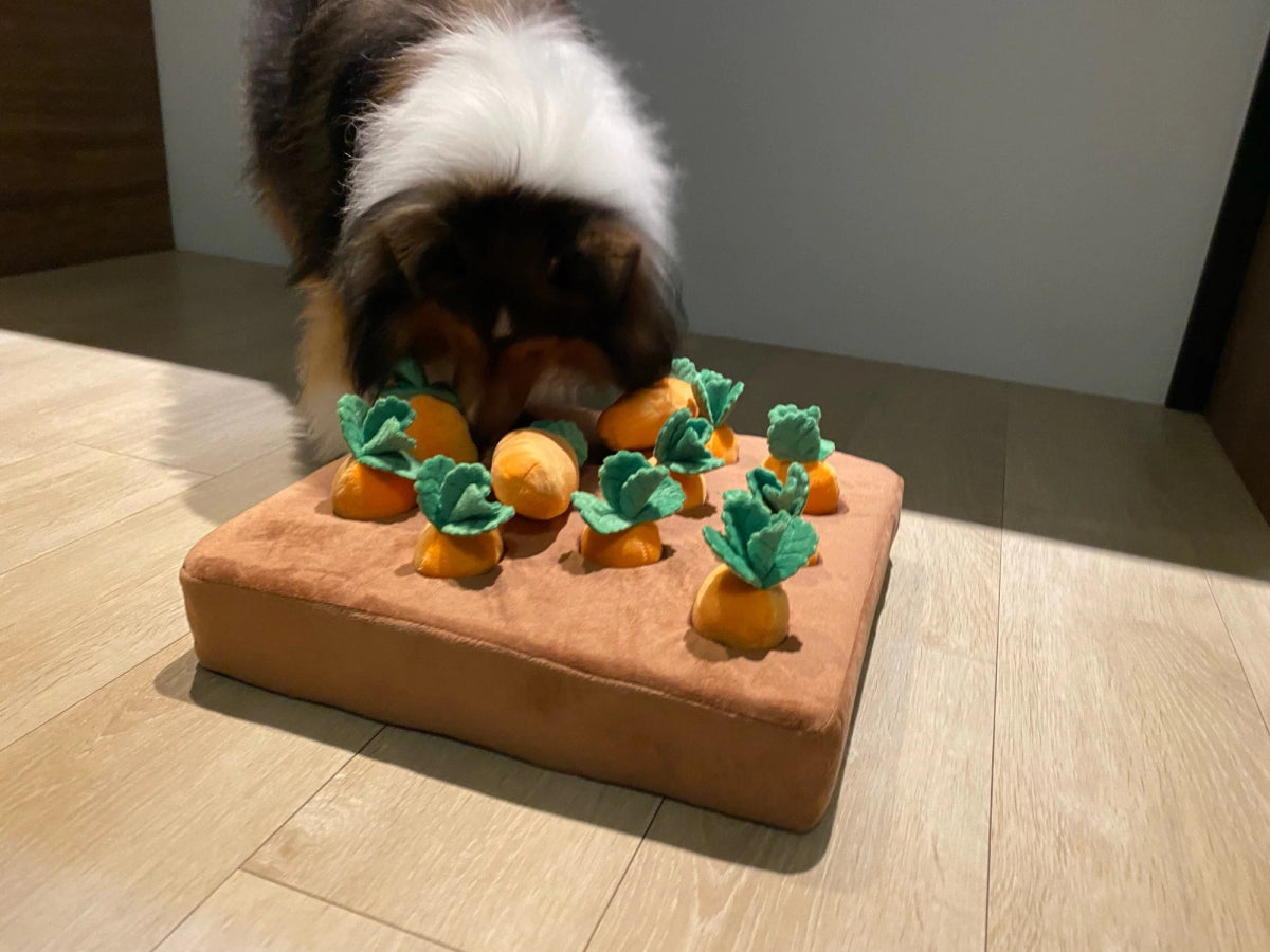 Jeu "Attrap'carottes" pour chien - la vie de nos animaux