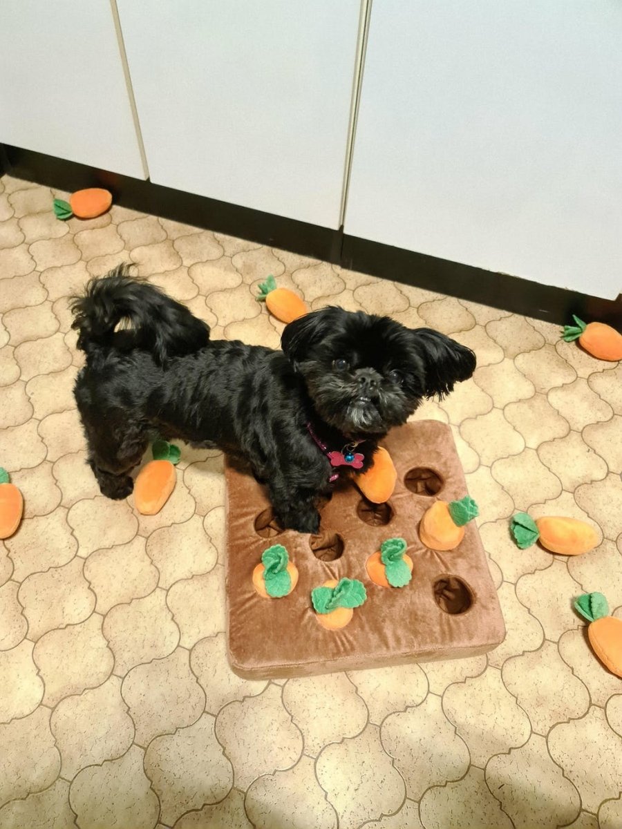 Jeu "Attrap'carottes" pour chien - la vie de nos animaux