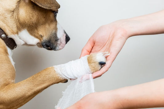 Livre numérique "Mon chien est-il en bonne santé ?" - la vie de nos animaux
