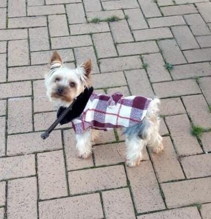 Manteau "British" - la vie de nos animaux