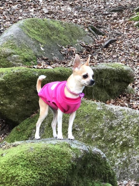Sweat fuschia pour chien - la vie de nos animaux