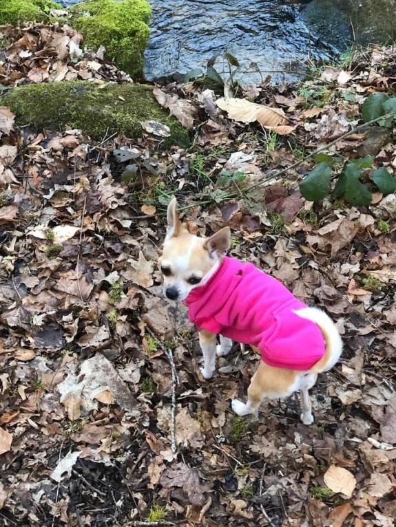 Sweat fuschia pour chien - la vie de nos animaux